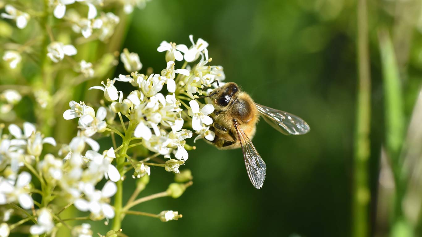 Mit tehetünk a méhek megsegítése érdekében